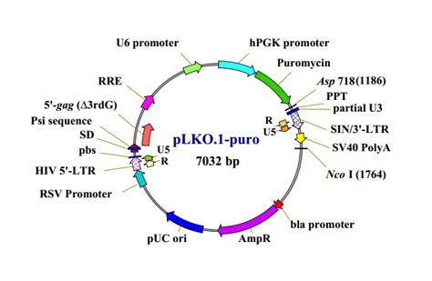 Plko1 Puro载体质粒图谱 优宝生物