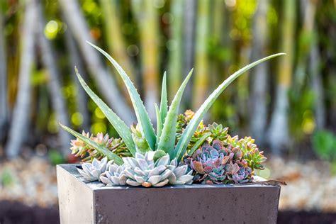 Best Soil For Succulents Kellogg Garden Organics