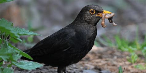 How Do Birds Find Worms? [The 3 Key Senses] - Birdwatching Buzz