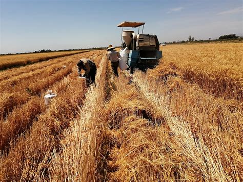 Cosechado El 80 De La Semilla De Trigo Sembrada En El Valle De