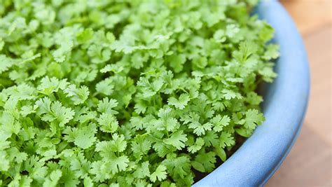 How To Grow Coriander At Home 24 Mantra Organic