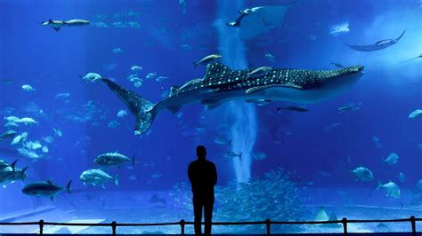 The Best Aquariums In The World Sick Girl Travels