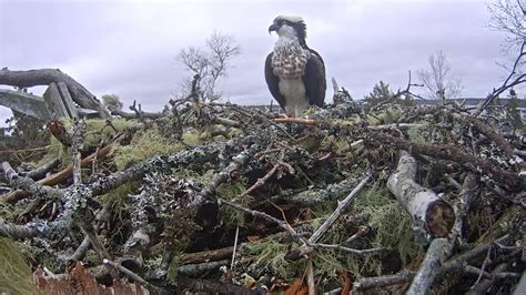 Osprey Nest Branch View - Live video of Audubon osprey nest | Explore.org