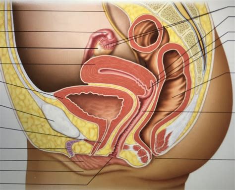 Female Reproductive Diagram Quizlet