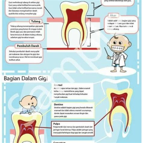 Jual Poster Gigi A3 Tema Anatomi Gigi Kota Depok Visidenta Media