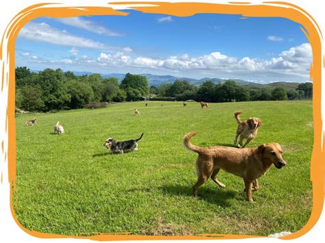 Doggy Daycare In Ruthin North Wales