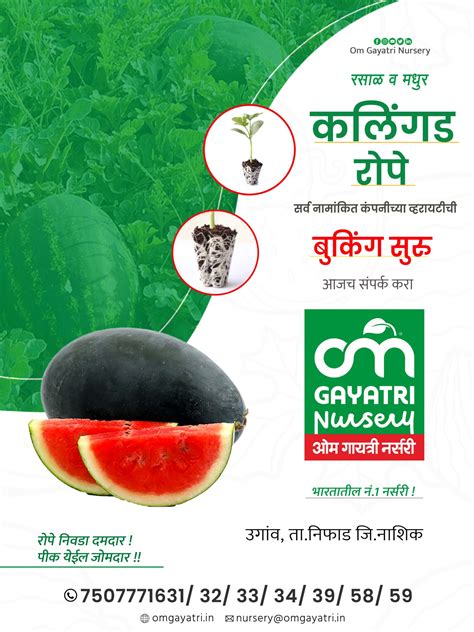 कृषी सल्ला टोमॅटो पीक मर व इतर रोग व्यवस्थापन Agroworld