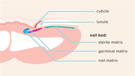 Nail Matrix: Anatomy, Function, Injuries, and Disorders | Fungal ...