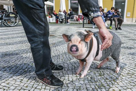 Jornal De Leiria Leiria E Os Leirienses Leiria 2022