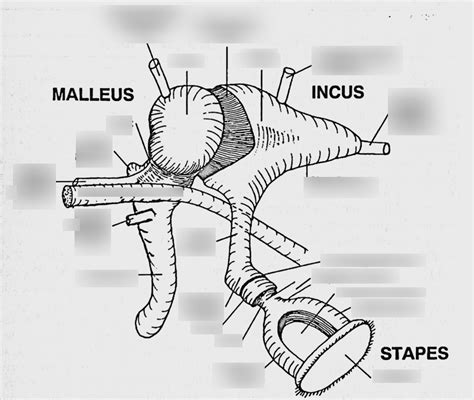 Diagram of Anatomy of the Ear: Label the Malleus, Incus and Stapes ...