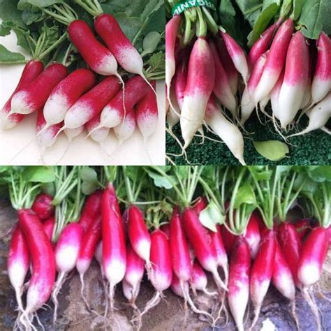 Binhi Pantanim 10 15 Seeds Red Jade Radish Vegetable Outdoor Garden