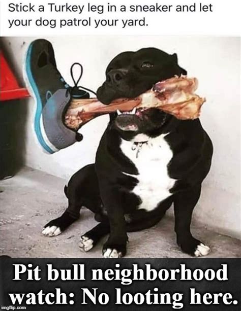 Pit Bull Neighborhood Watch No Looting Here Imgflip