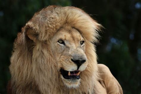 White Lion Male — Stock Photo © Fouroaks 2308838