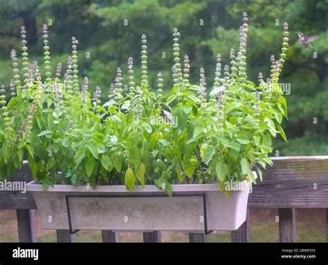 Sweet Basil Lemon Basil Ocimum Basilicum Linn In Pot On Green