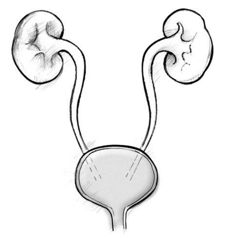 Diagram Of Urinary System With Labels