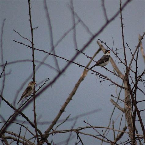 Foto Golinho Sporophila Albogularis Por Amablly Moura Wiki Aves A