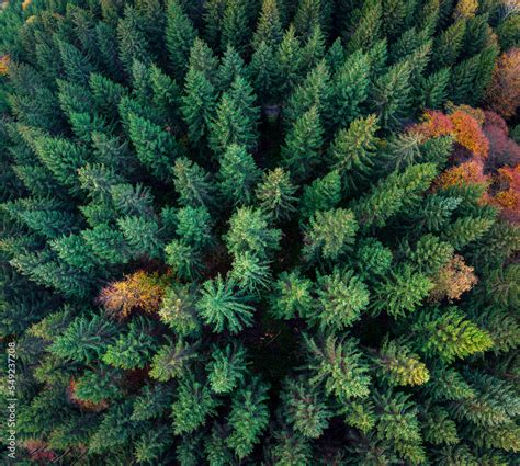 Draufsicht Tannenwald Baumwipfel Von Oben Luftaufnahme Mit Drohne