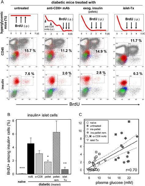 Reduced Islet B Cell Brdu Uptake In Diabetic Mice Treated To Restore