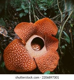 Rafflesia Arnoldi Flower One Rare Flowers Stock Photo