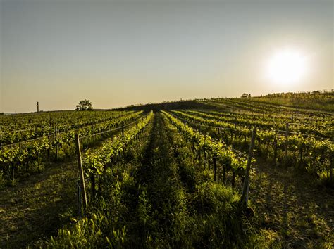 Ried Kogelberg Weingut Steininger