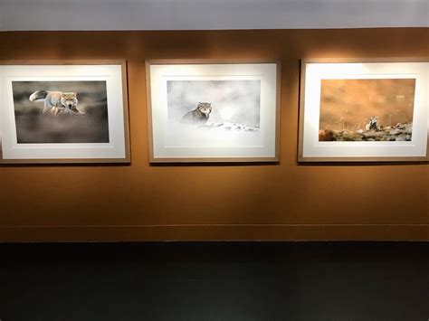 Vincent Munier Les 3 Pôles Exposition de photos animalières City