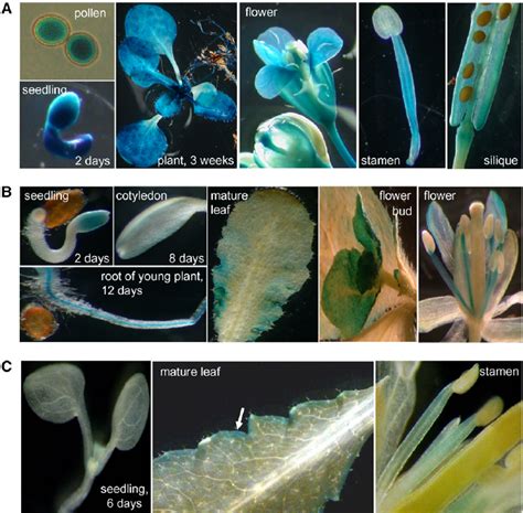 Histochemical Localization Of Tmt Gene Expression Download