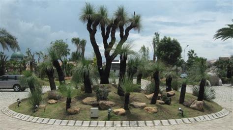 Blackboy or Grasstree | Xanthorrhoea glauca | Station Creek Tree Farm