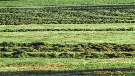 Fotos Gratis C Sped Heno Granja Prado Pradera Verano Alimentar