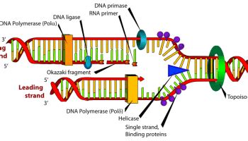 Mekanisme Replikasi DNA (Deoxyribonucleic Acid) Kedokteran — Caiherang