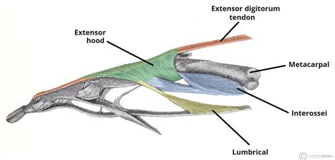 Extensor Expansion of the Hand - Central Slip - Lateral Band ...