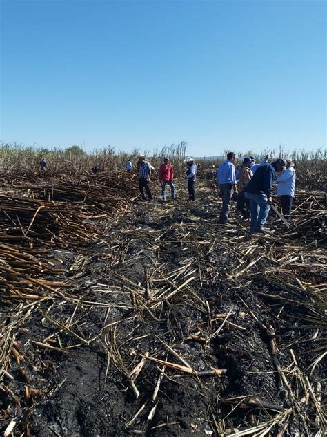 Sin Contratiempos Inici La Zafra En Atencingo Sicom