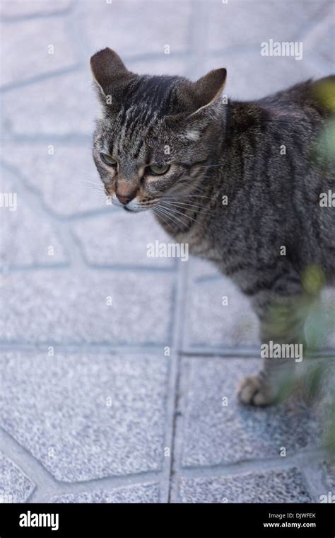 Feral Or Stray Cat With A Clipped Ear Which Indicated That It Is Neutered Or Spayed Rome Lazio