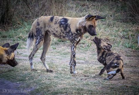 African Wild Dog Pups And Mother