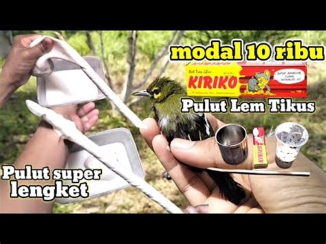 CARA MEMBUAT GETAH PULUT DARI LEM TIKUS UNTUK MENANGKAP BURUNG