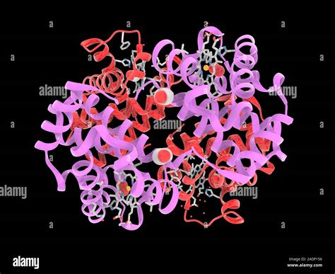 Foetal Haemoglobin Molecular Model This Protein Is Composed Of Two