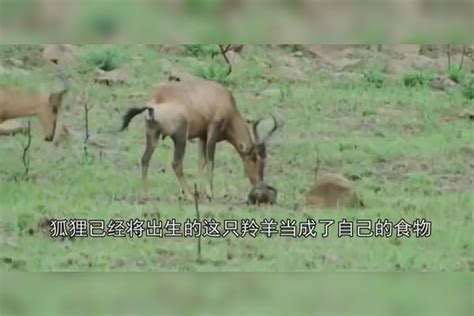 小羚羊遭到狐狸攻击，羚羊母亲用角抵挡狐狸，镜头拍下感动一幕！