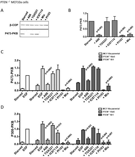 PTEN−/− MCF10a cells were serum-starved and then treated with ... 