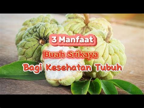 Fakta Menarik Tentang Manfaat Buah Srikaya Bagi Kesehatan Tubuh