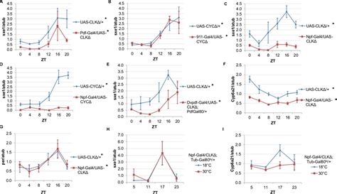 Figures And Data In Neural Clocks And Neuropeptide Fy Regulate