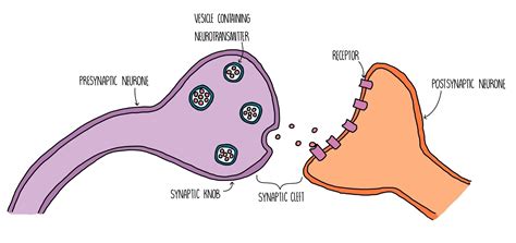 Synapse Diagram Gcse