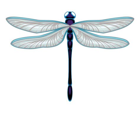 Premium Vector Dragonfly Top View Vector Isolated Animal