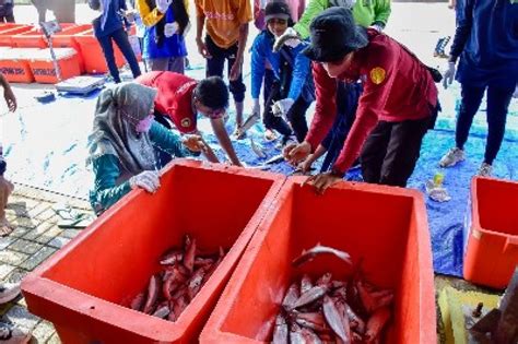 Budidaya Perikanan Dkpp Surabaya Berbuah Manis Panen Ikan Bandeng