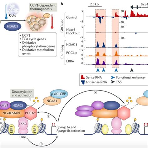 HDAC3 Suppresses Liver Metabolism And Circadian Clock Genes Through