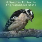 Woodpeckers In Tennessee Species To See In The Volunteer State