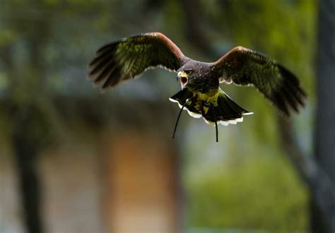 Harriss Hawk flying 24707548 Stock Photo at Vecteezy