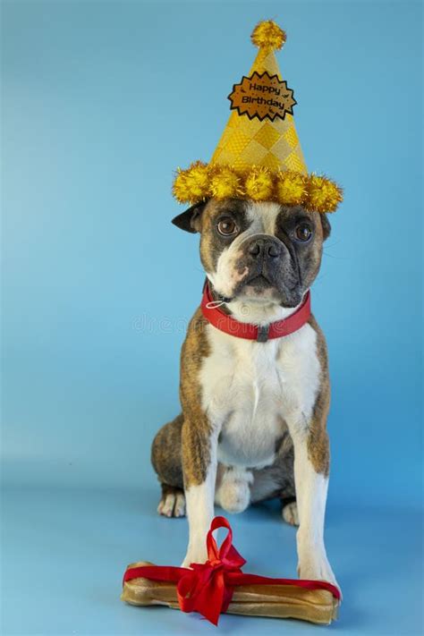 Funny Boston Terrier Wishes Happy Birthday In A Festive Hat And With A