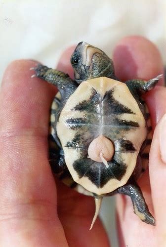 Backyard Science Eastern Box Turtle Eggs And Hatchling Turtles