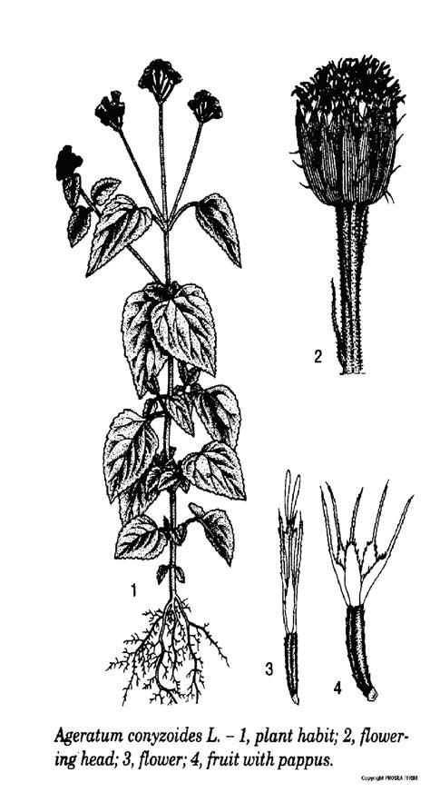 Ageratum Conyzoides GlobinMed