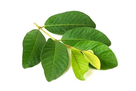 Premium Photo Guava Or Psidium Guajava Branch Green Leaves Isolated