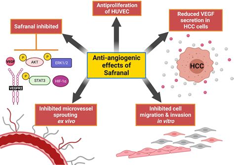 Frontiers Safranal Inhibits Angiogenesis via Targeting HIF 1α VEGF